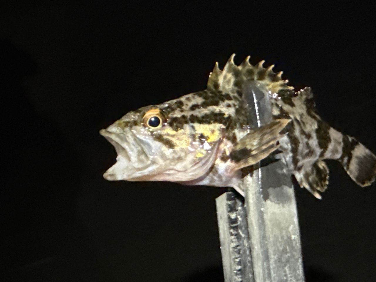 タケノコメバル