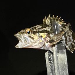 タケノコメバル