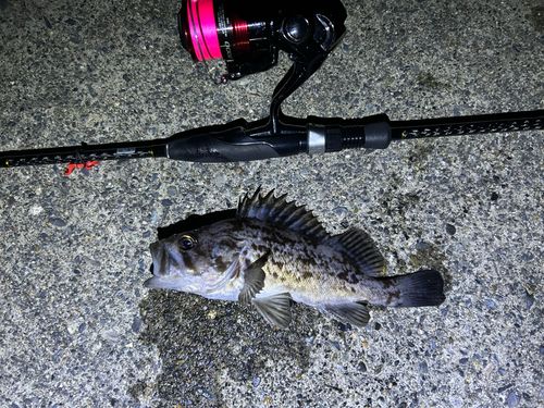 クロソイの釣果