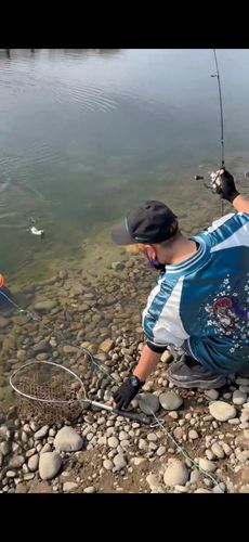 ニジマスの釣果