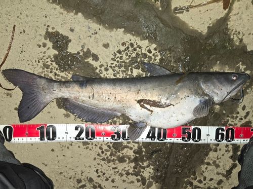 アメリカナマズの釣果