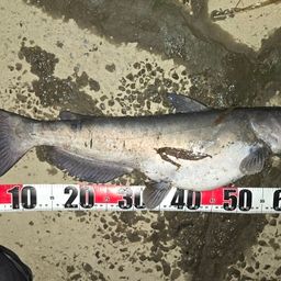 アメリカナマズ