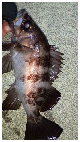 三陸海岸（岩手）