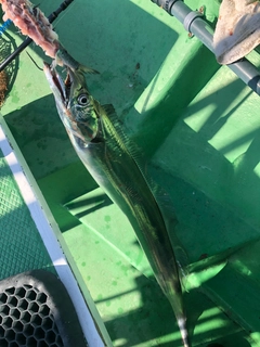 タチウオの釣果