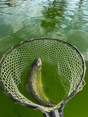 ニジマスの釣果