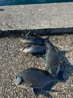 クロの釣果