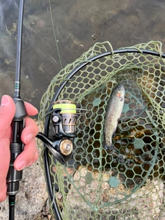 レインボートラウトの釣果