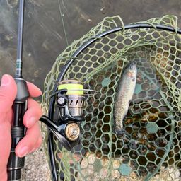 レインボートラウト