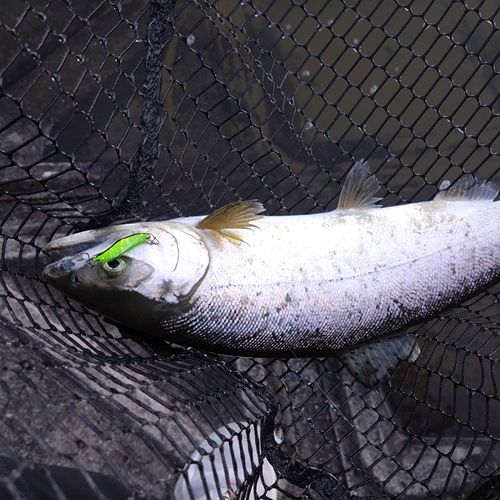 ニジマスの釣果