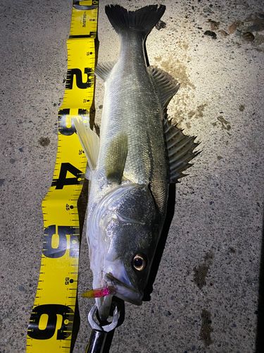 シーバスの釣果