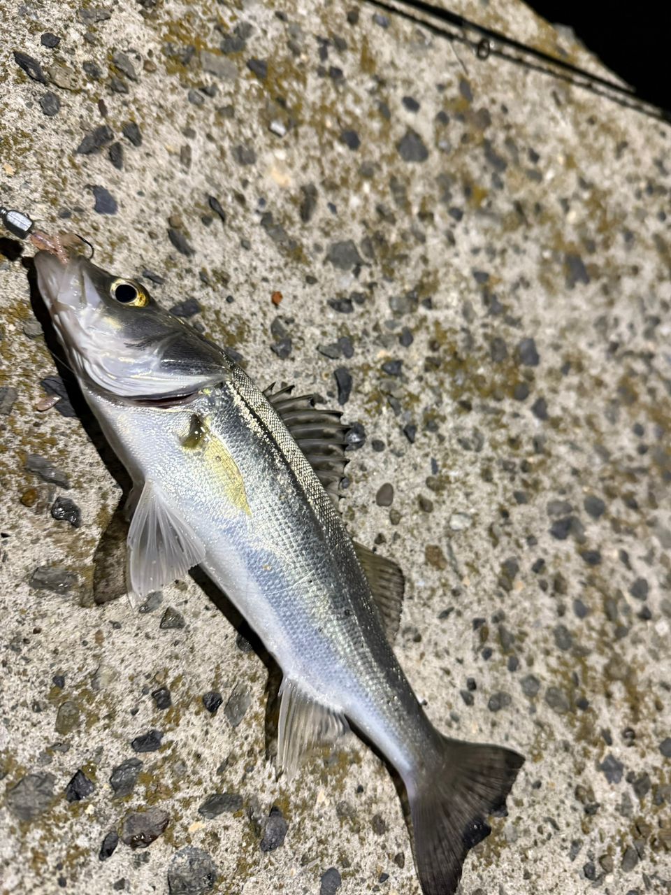 セイゴ（タイリクスズキ）