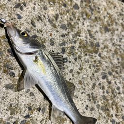 セイゴ（タイリクスズキ）