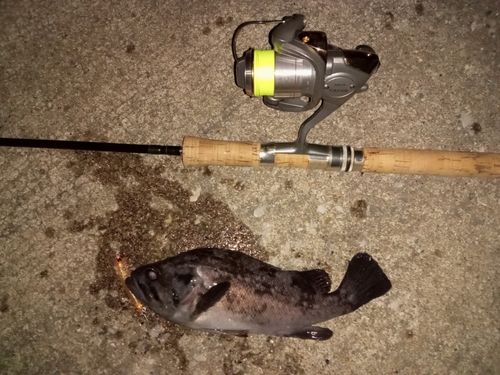 クロソイの釣果