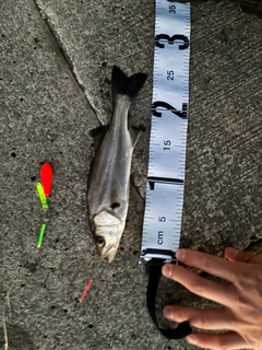 セイゴ（ヒラスズキ）の釣果