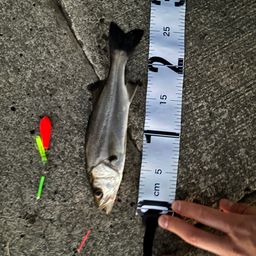 セイゴ（ヒラスズキ）