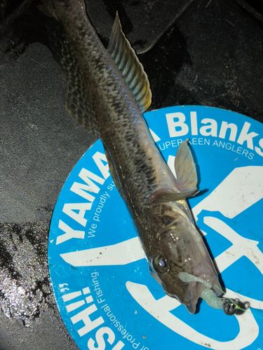 東京湾（アクアライン〜富津）