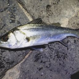 セイゴ（マルスズキ）