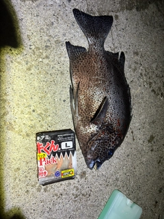 イシガキダイの釣果