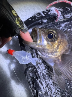 シロメバルの釣果