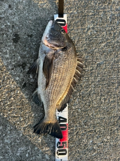 クロダイの釣果