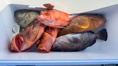 キジハタの釣果