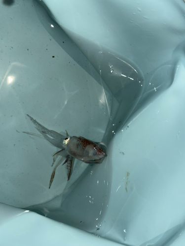ヒイカの釣果