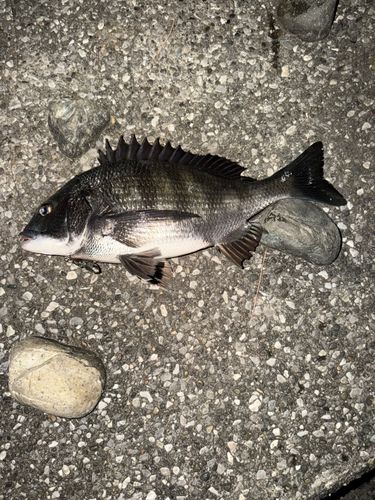 クロダイの釣果