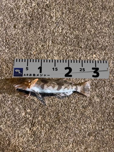 アイナメの釣果