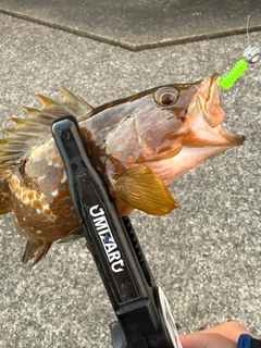 キジハタの釣果