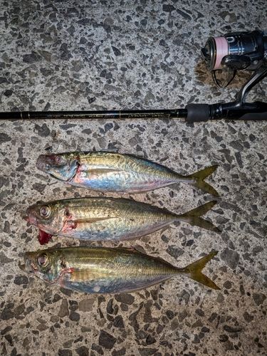 マアジの釣果