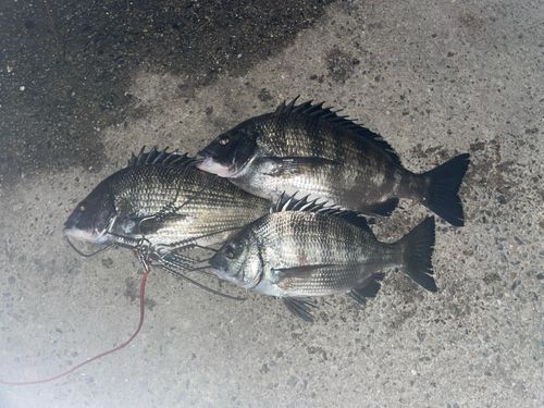 チヌの釣果