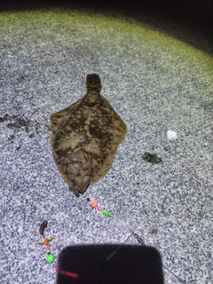 マコガレイの釣果