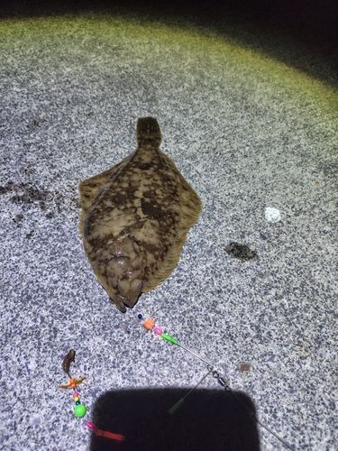 マコガレイの釣果