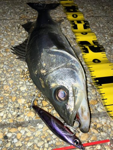 シーバスの釣果