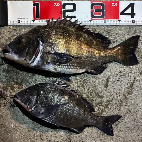 クロダイの釣果