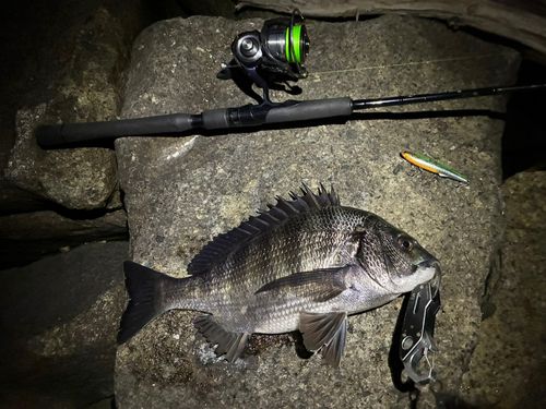 チヌの釣果