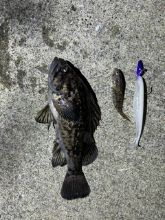 クロソイの釣果