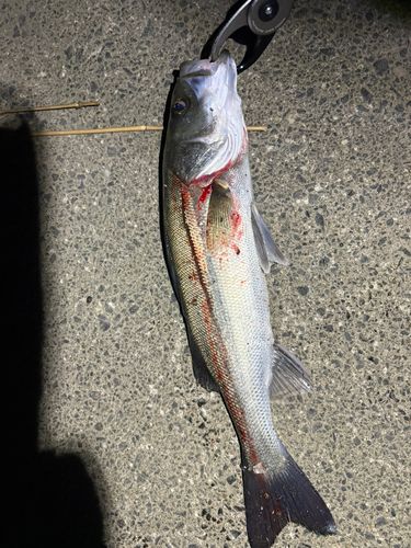 セイゴ（マルスズキ）の釣果