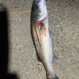 セイゴ（マルスズキ）