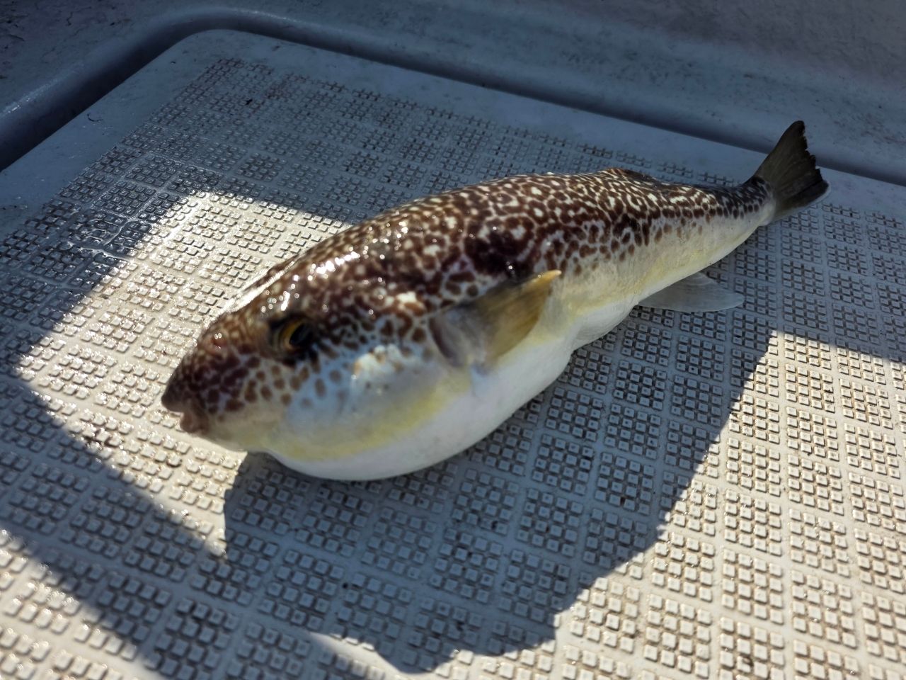 ショウサイフグ