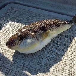 ショウサイフグ