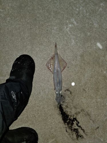 ヤリイカの釣果