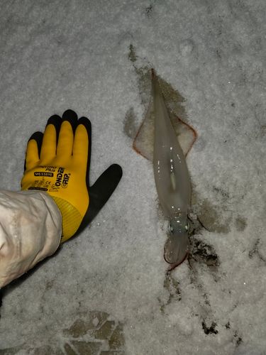 ヤリイカの釣果