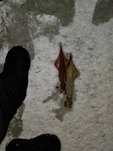 ヤリイカの釣果