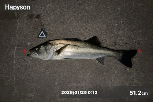 シーバスの釣果