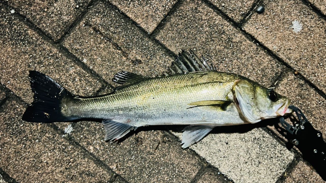 セイゴ（マルスズキ）