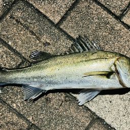 セイゴ（マルスズキ）