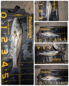 シーバスの釣果