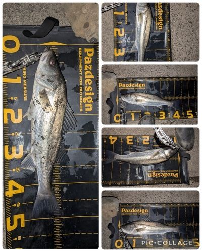 シーバスの釣果