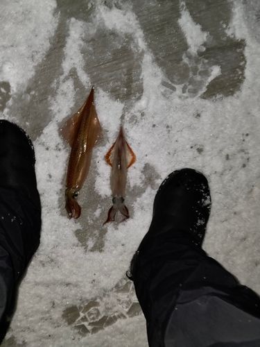 ヤリイカの釣果